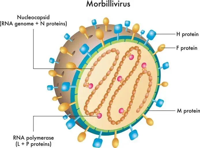 Nipah virus structure的图片