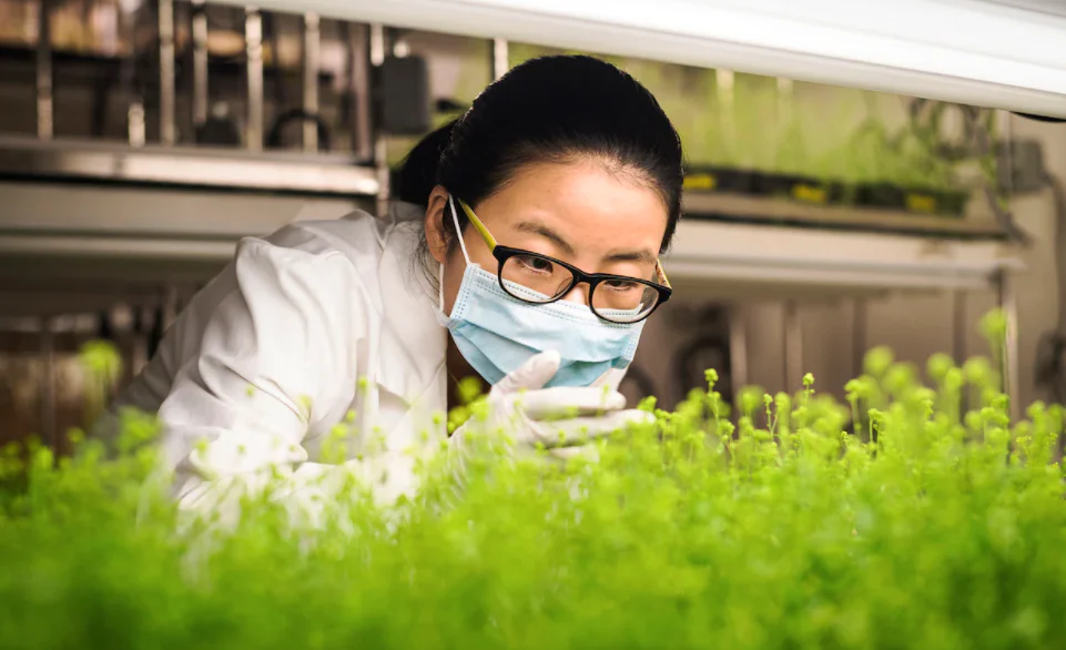 文章配图:全球首个! 植物性新冠疫苗效果显著!