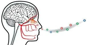 文章配图：美国研究小组发现某基因位点与COVID-19嗅觉、味觉丧失有关
